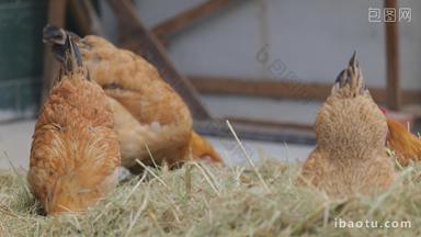农民饲养的鸡4K实拍空镜